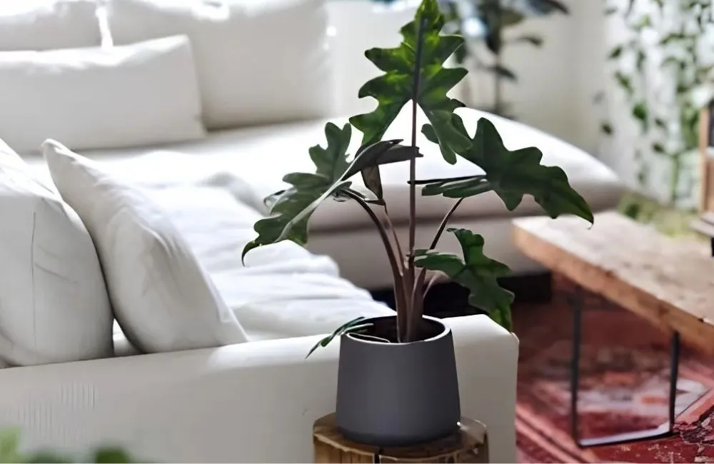 Kỹ thuật trồng Alocasia Jacklyn cấy mô