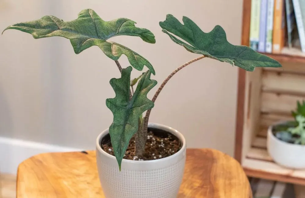 Kỹ thuật trồng Alocasia Jacklyn cấy mô