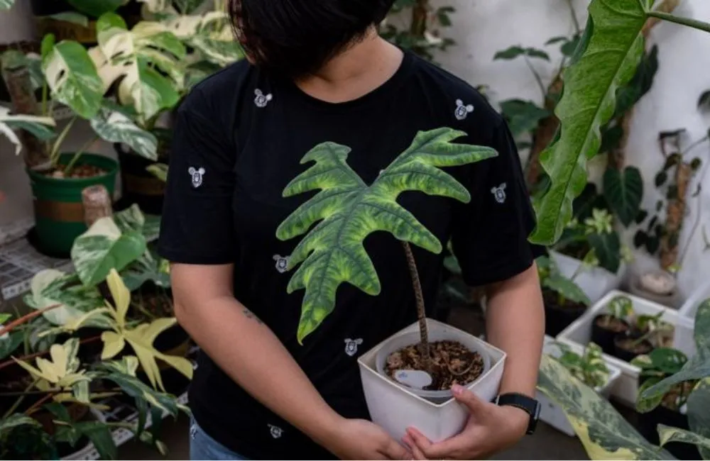 Kỹ thuật trồng Alocasia Jacklyn cấy mô
