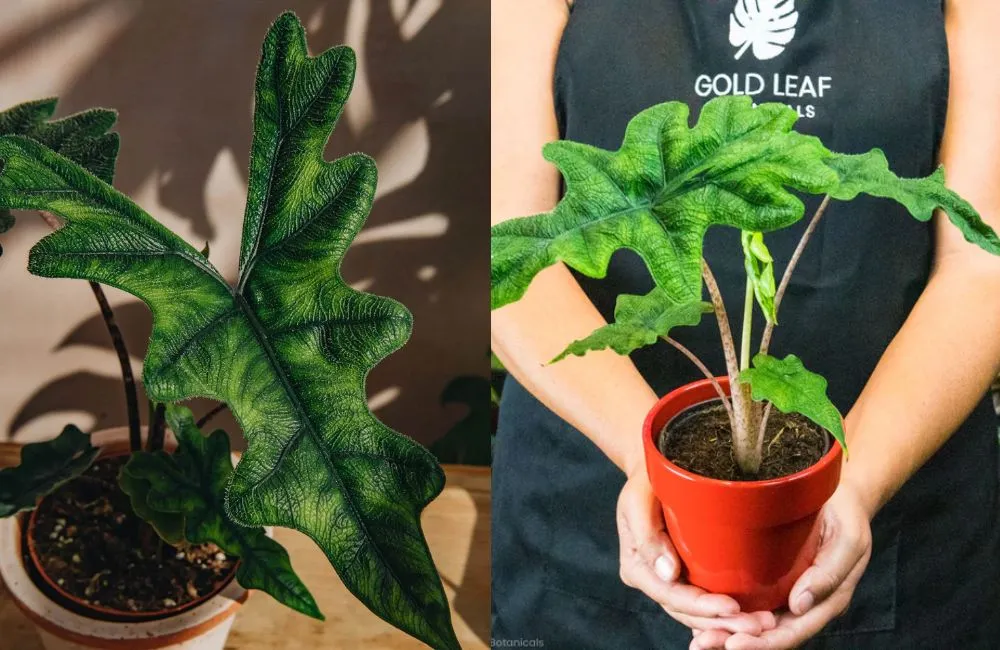 Kỹ thuật trồng Alocasia Jacklyn cấy mô