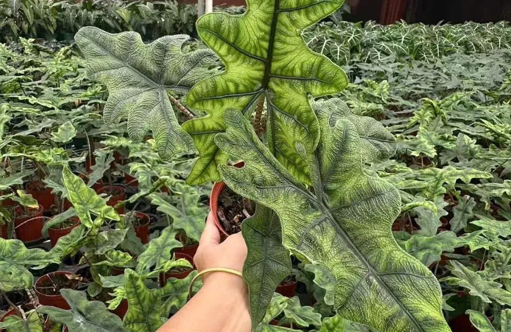 Kỹ thuật trồng Alocasia Jacklyn cấy mô