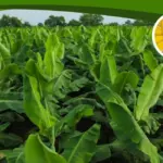 Kỹ thuật trồng chuối sáp chuẩn giúp cây khỏe, trái đẹp