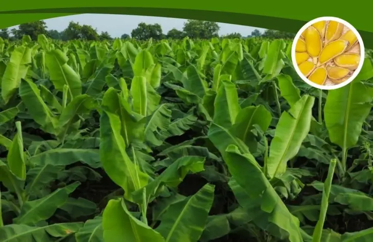 Kỹ thuật trồng chuối sáp chuẩn giúp cây khỏe, trái đẹp
