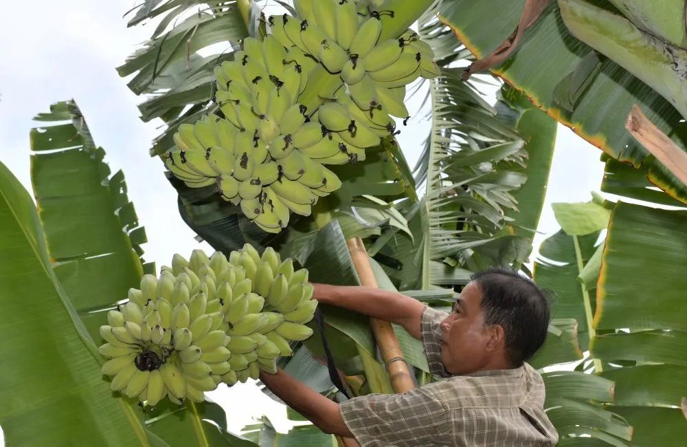 Kỹ thuật trồng chuối sáp