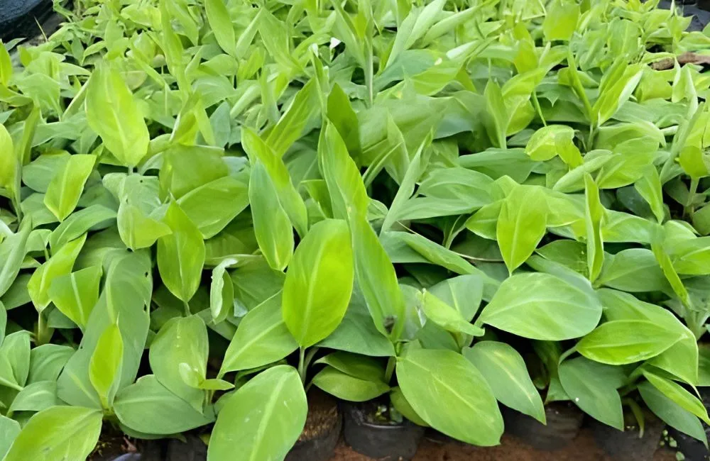 Kỹ thuật trồng chuối sáp
