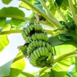 Kỹ thuật trồng chuối sứ cấy mô cho cây sống khỏe