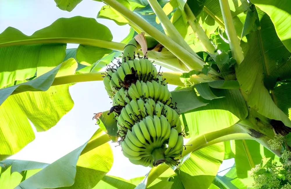 Kỹ thuật trồng chuối sứ cấy mô