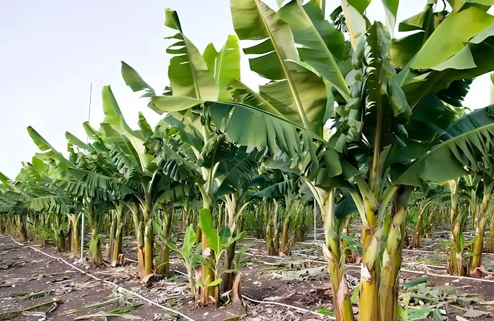 Kỹ thuật trồng chuối sứ cấy mô