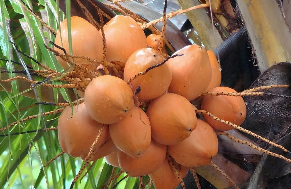 Kỹ thuật trồng dừa Xiêm Lửa