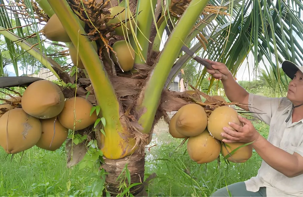 Kỹ thuật trồng dừa Xiêm Lửa