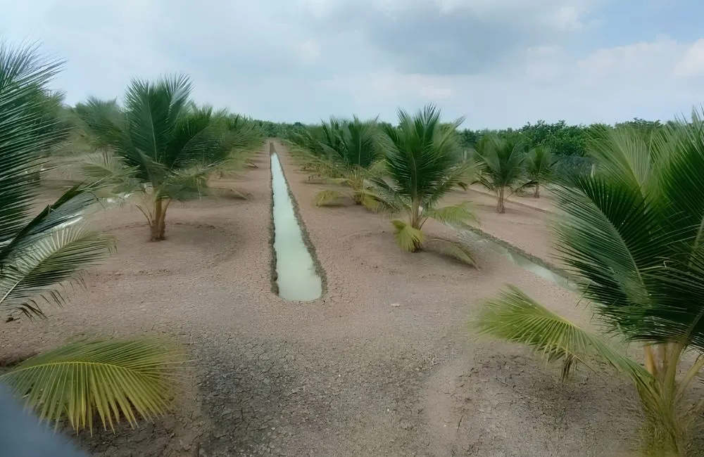 Kỹ thuật trồng dừa Xiêm Lửa