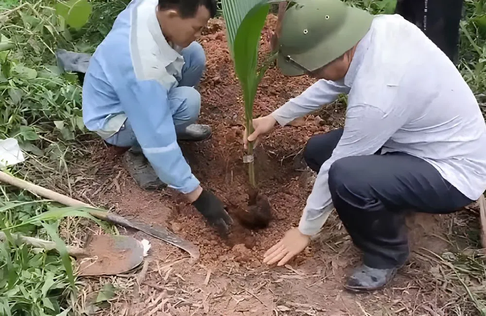 Kỹ thuật trồng dừa Xiêm Lửa