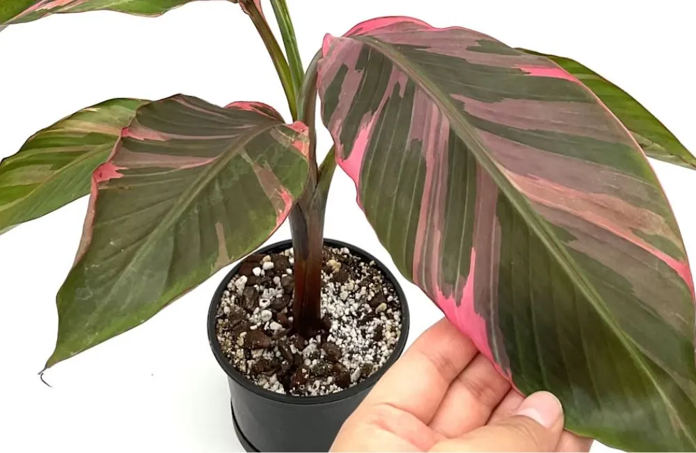 Mua chuối hồng Musa Nono Pink Var cấy mô