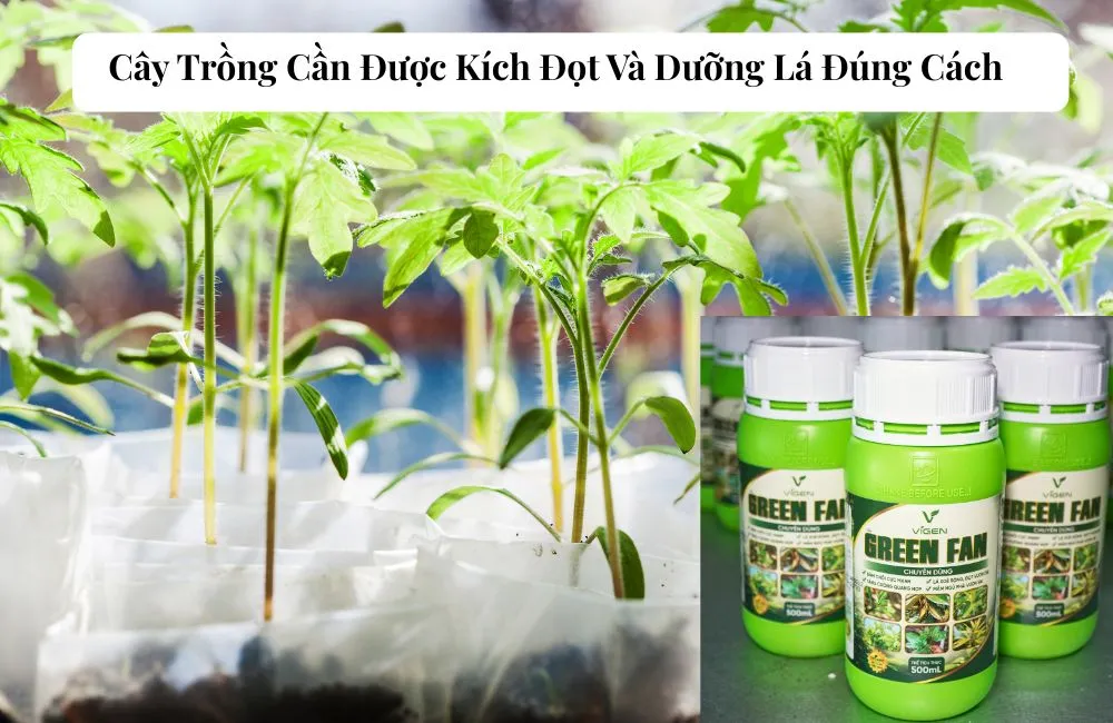 Phân bón hữu cơ cao cấp Green Fan
