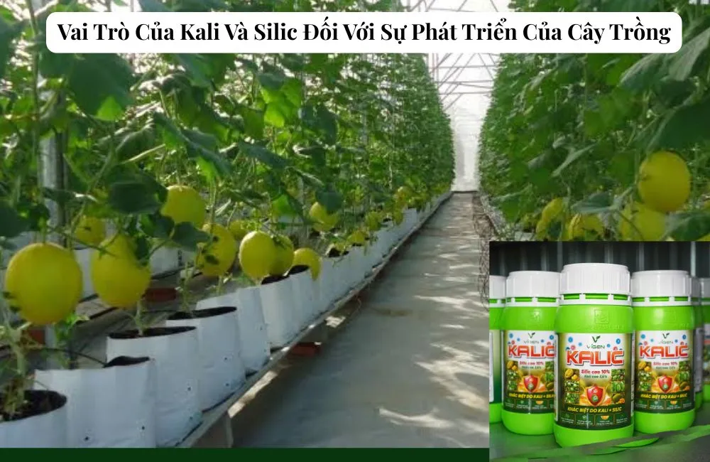 Phân bón hữu cơ cao cấp Kalic