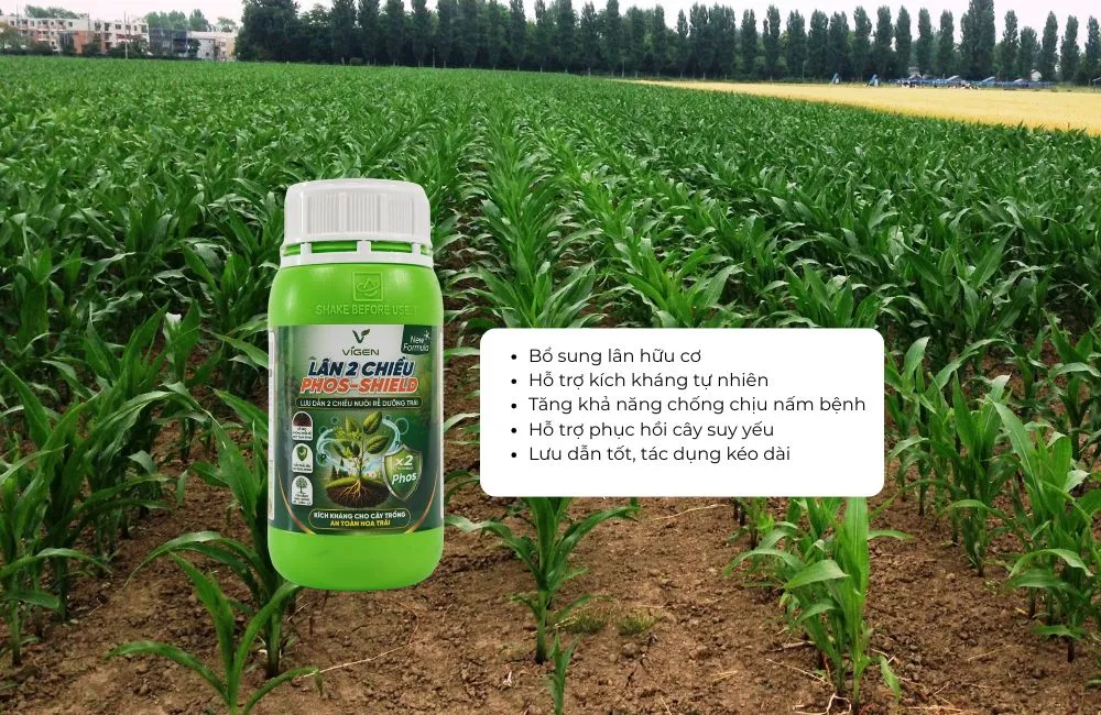 Phân Bón Hữu Cơ Cao Cấp Phos-Shield