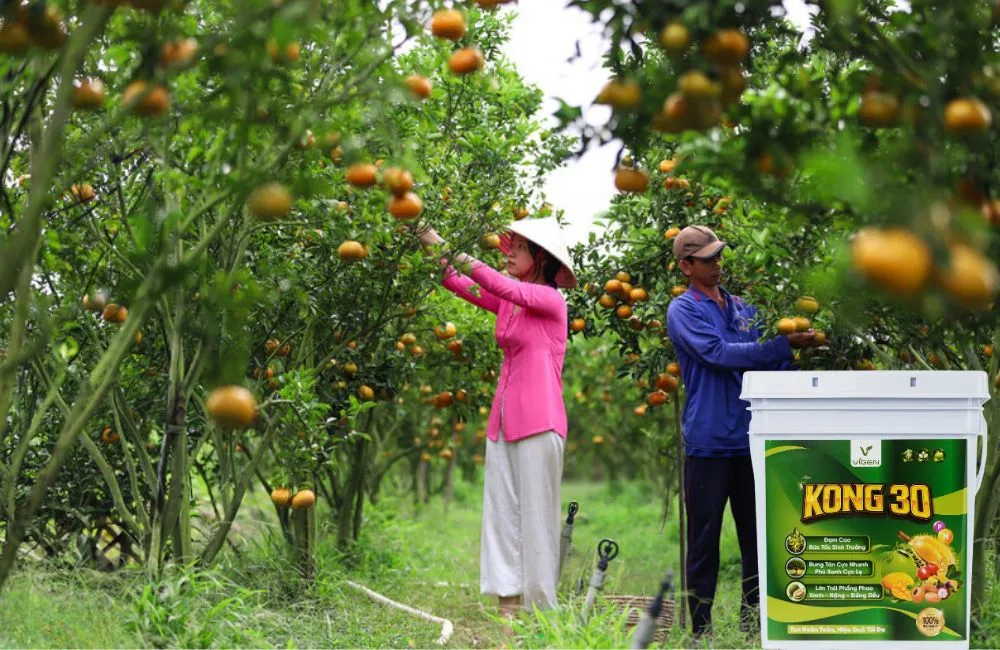 Phân Bón NP Cao Cấp KONG 30