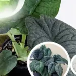 Phân loại Alocasia Melo cấy mô chi tiết cho người chơi kiểng