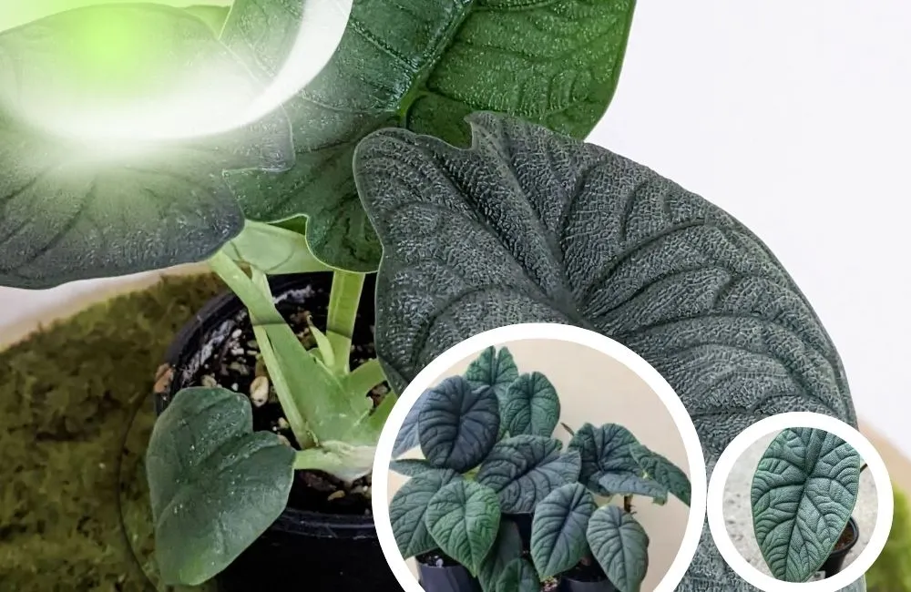 Phân loại Alocasia Melo cấy mô