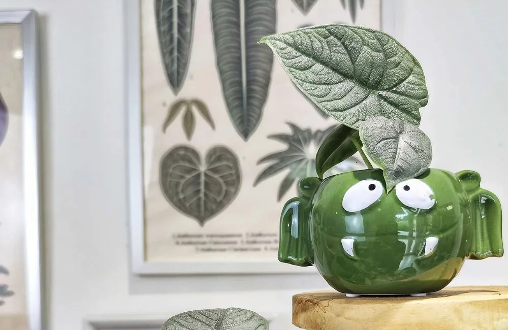 Phân loại Alocasia Melo cấy mô