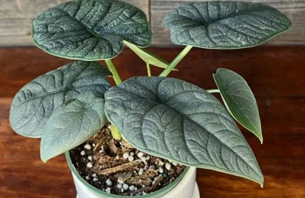 Phân loại Alocasia Melo cấy mô