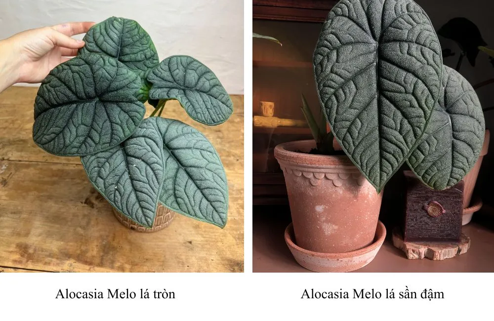 Phân loại Alocasia Melo cấy mô