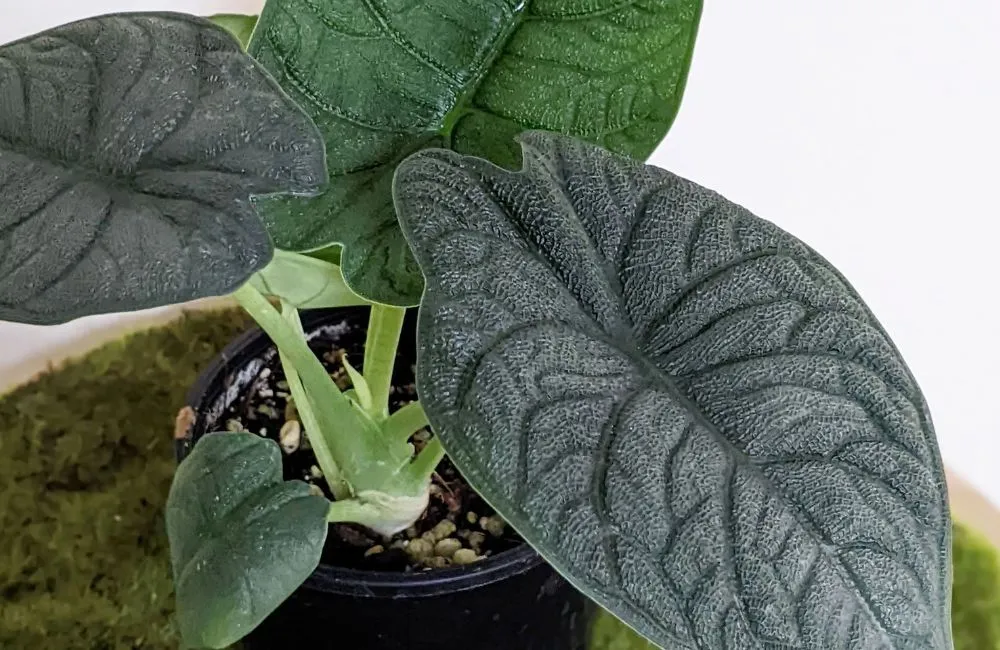 Phân loại Alocasia Melo cấy mô