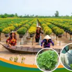 Quy trình sản xuất cúc mâm xôi cấy mô trong phòng Lab