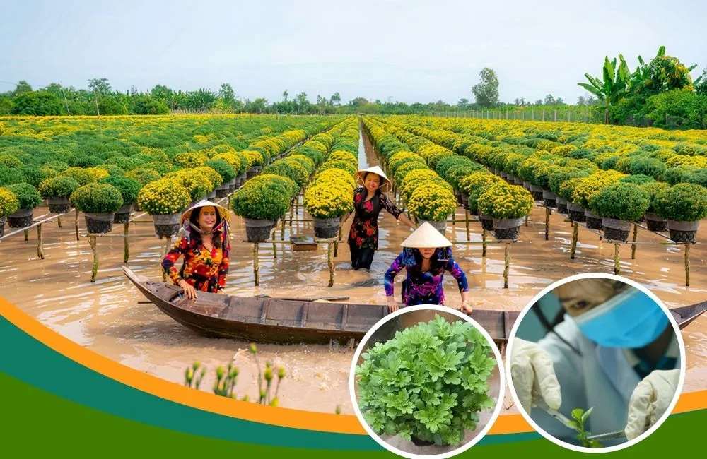 Sản xuất cúc mâm xôi cấy mô