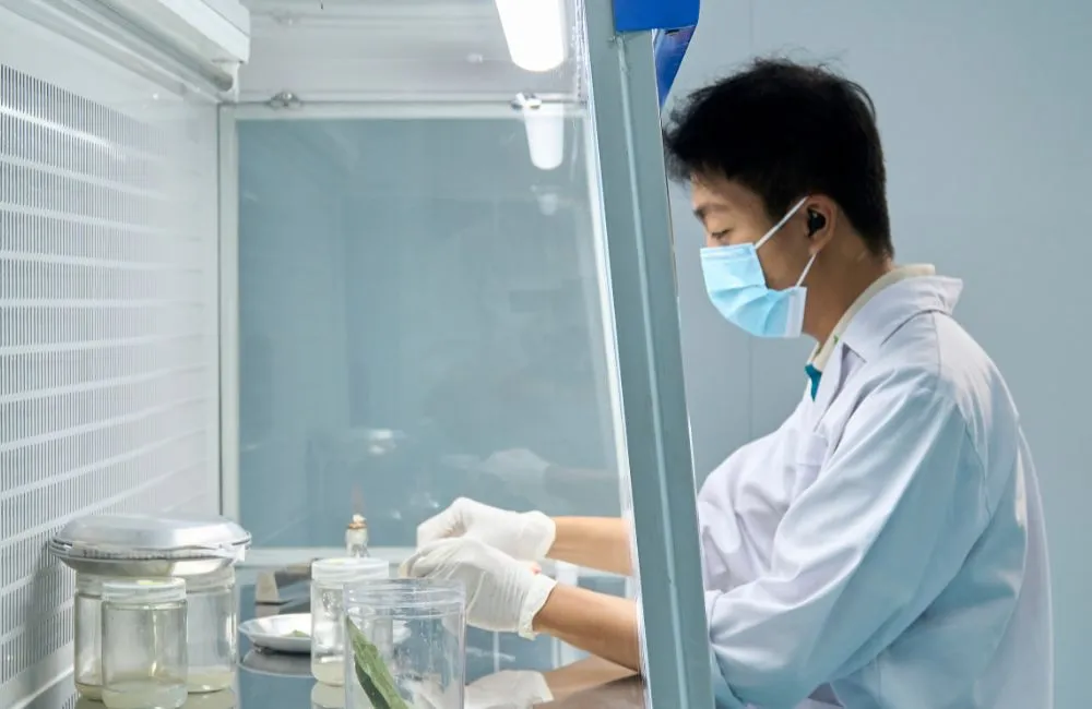 Sản xuất cúc mâm xôi cấy mô