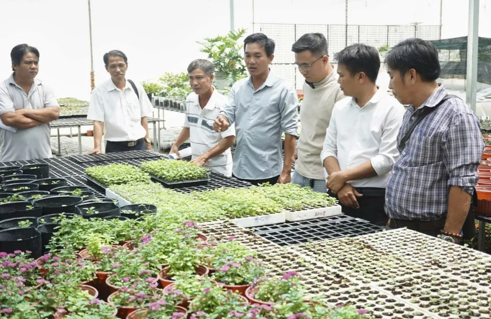 Sản xuất cúc mâm xôi cấy mô