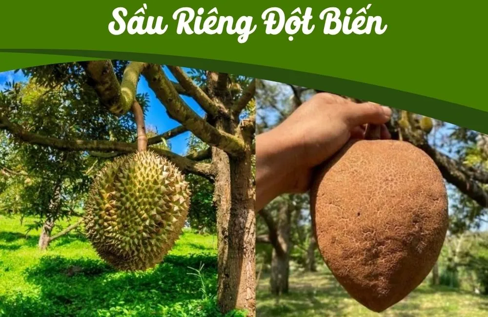 Sầu riêng đột biến không gai