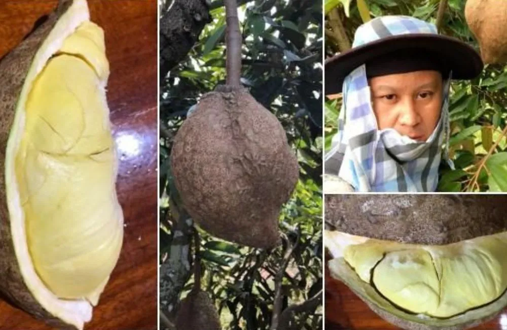 Sầu riêng đột biến không gai