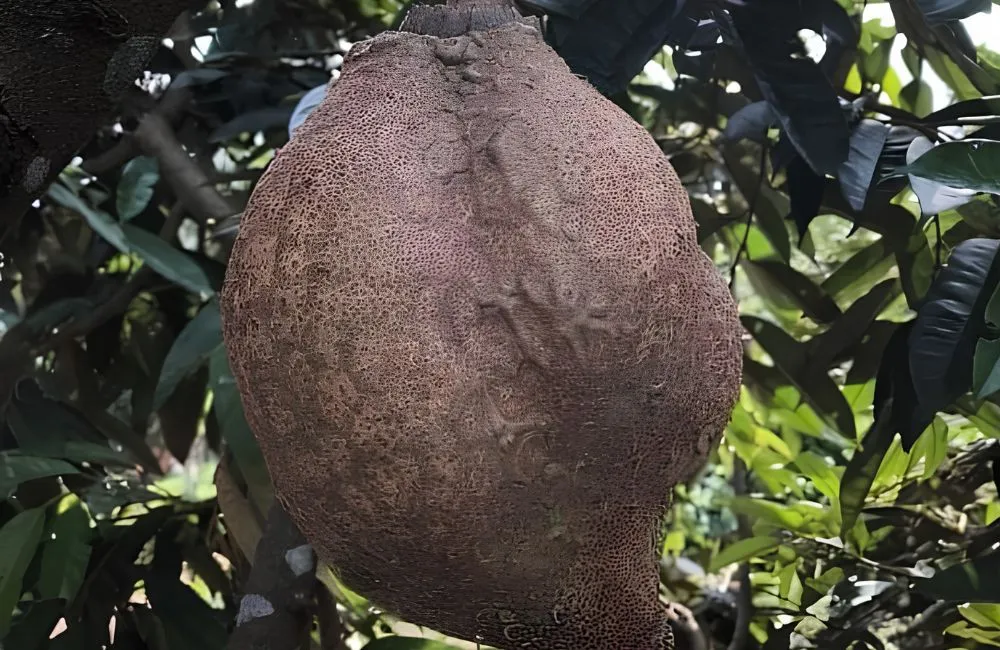 Sầu riêng đột biến không gai