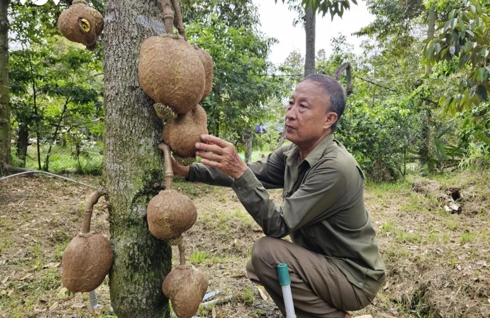 Sầu riêng không gai