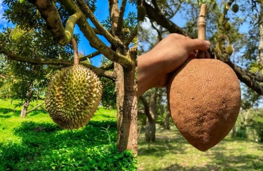 Sầu riêng không gai