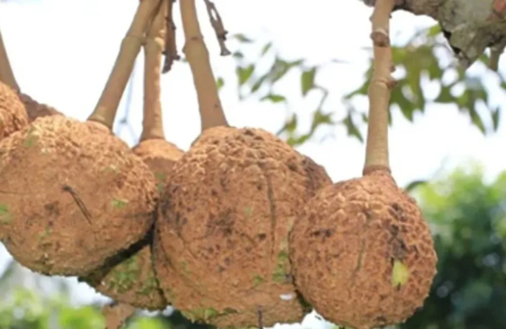 Sầu Riêng Không Gai