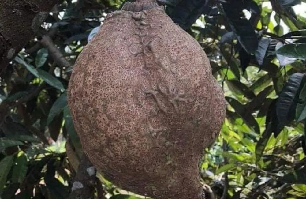 Sầu riêng không gai