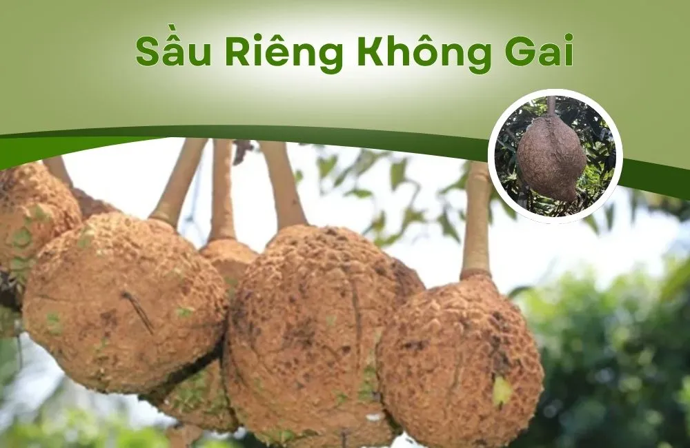 Sầu Riêng Không Gai