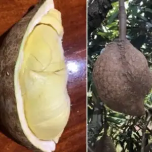 Sầu Riêng Không Gai