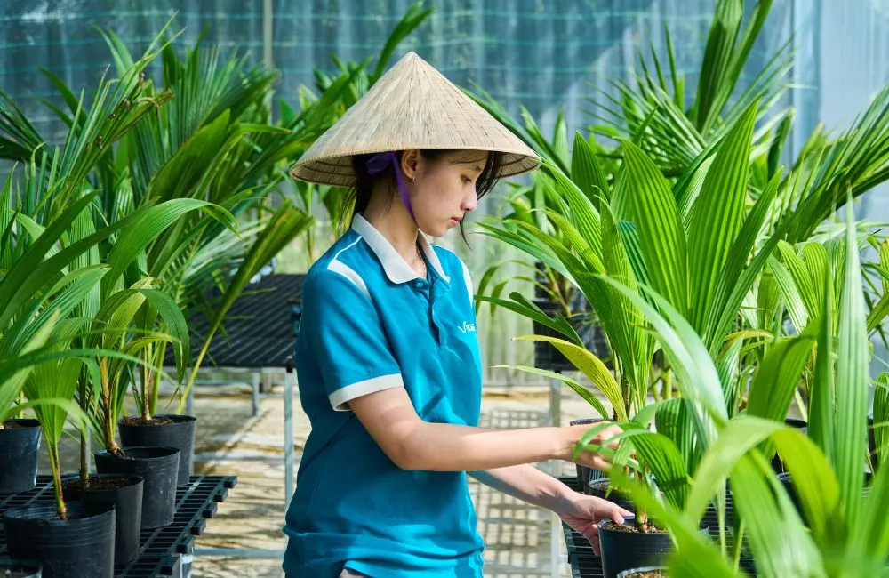 Tăng tỷ lệ sáp cho dừa Sáp