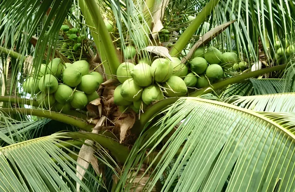 Tăng tỷ lệ sáp cho dừa Sáp
