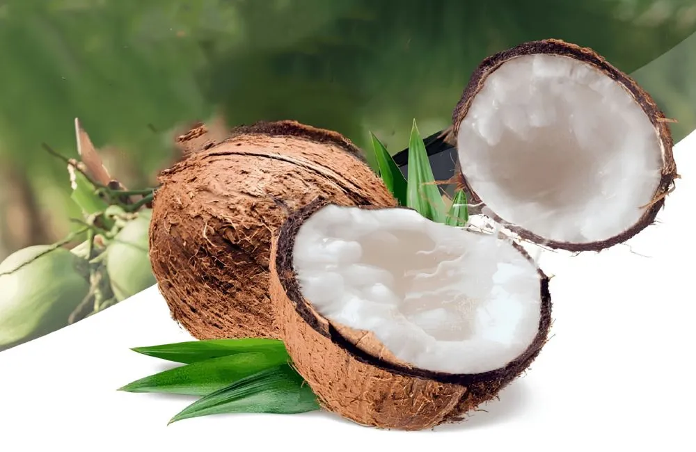 Tăng tỷ lệ sáp cho dừa Sáp