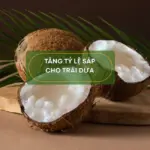 Làm sao để tăng tỷ lệ sáp cho dừa sáp ?