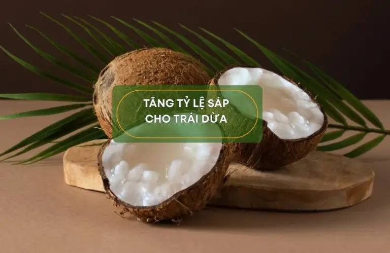 Làm sao để tăng tỷ lệ sáp cho dừa sáp ?