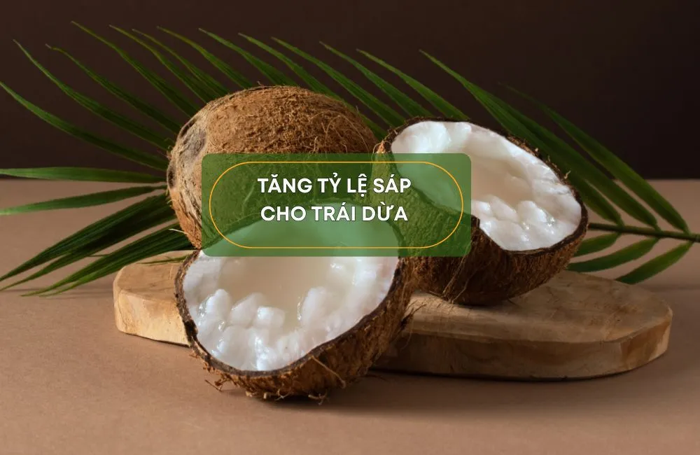 Tăng tỷ lệ sáp cho dừa Sáp