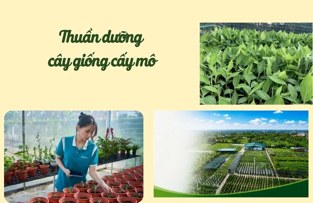 Thuần dưỡng cây giống cấy mô
