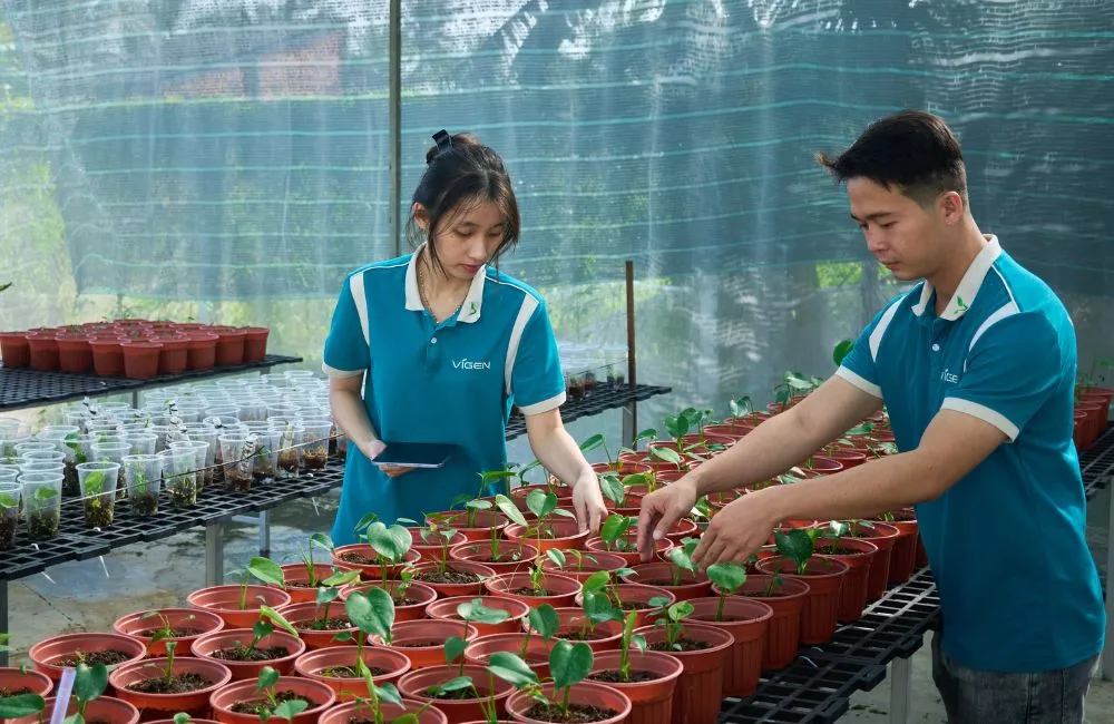 Thuần dưỡng cây giống cấy mô