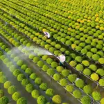 Kỹ thuật trồng cúc mâm xôi cấy mô cho người mới