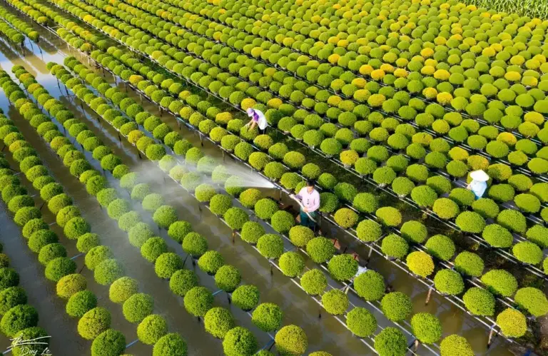 Kỹ thuật trồng cúc mâm xôi cấy mô cho người mới